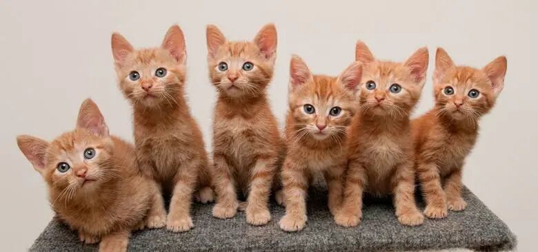 【宠物】猫能用人吃的消炎药有哪些？