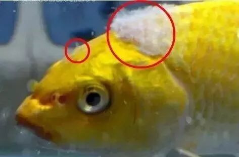 水族 鱼身上长白毛怎么办 送你几个小绝招 轻松4步 告别白毛 大发国际 微信公众号文章阅读 Wemp