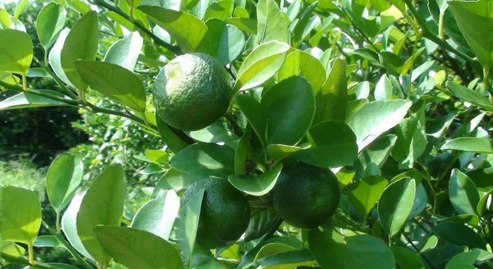 科普篇 | 史上最专业「台湾香檬」百科词条 - 广州信烨昌生物科技有限