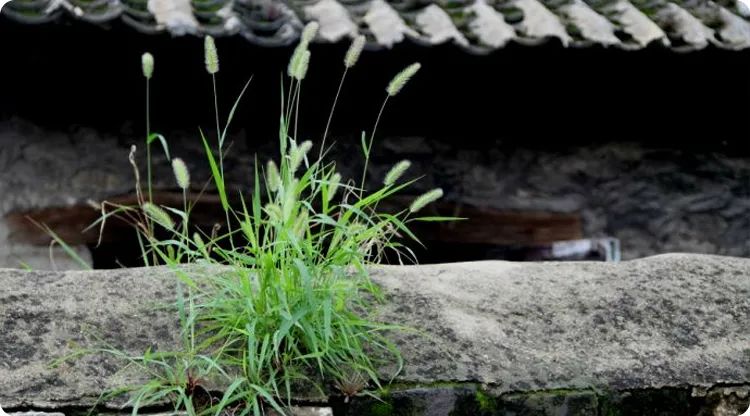 家里种葡萄树好不好有什么讲究吗_家里种葡萄树大忌_葡萄树种家里好不好