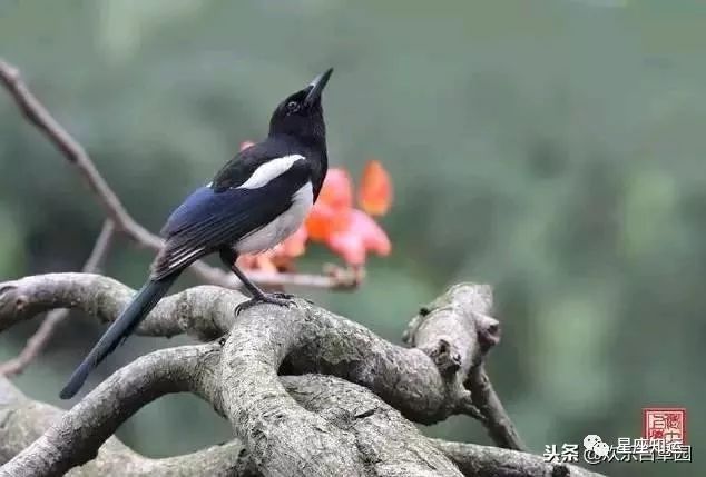 相親網站比較  心理測試：隨意選個喜鵲，看看最近有什麼事喜上眉梢！ 星座 第3張