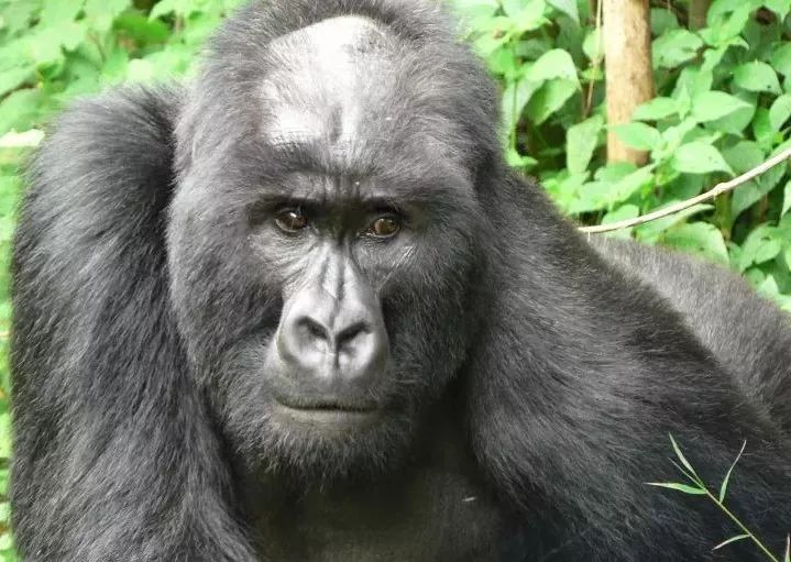 2000年出生的刚果山地大猩猩kadogo,发型生来就有个性/视觉中国