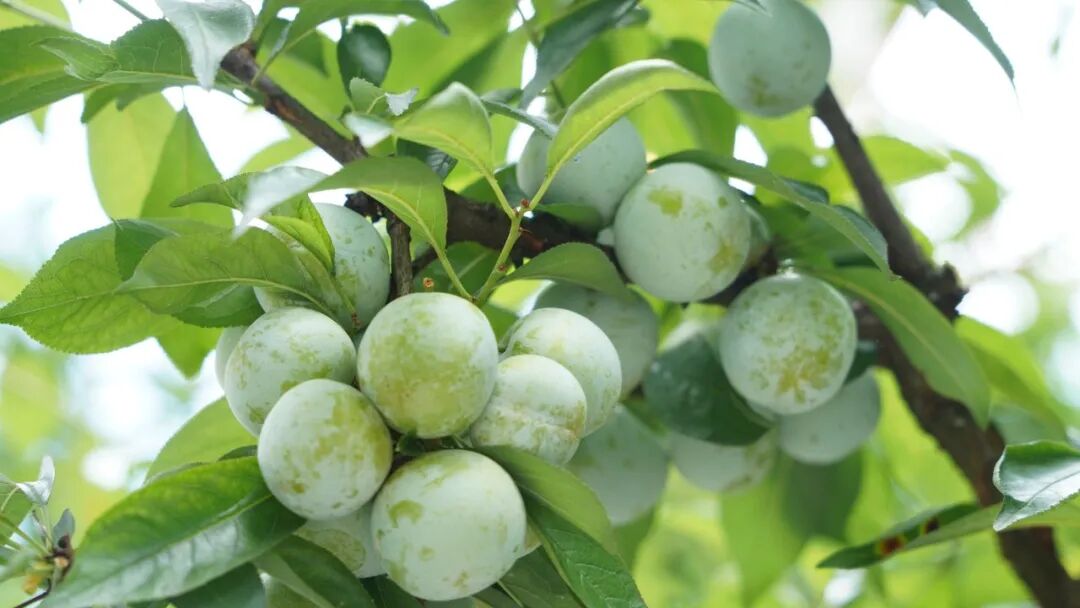 沿河从包装看沙子空心李品牌的维护