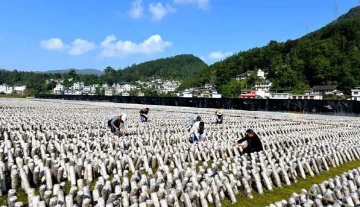 �ð�ʽ���ۡ��ֵ� ͭ���غ��ִ�ũҵ�͵�����