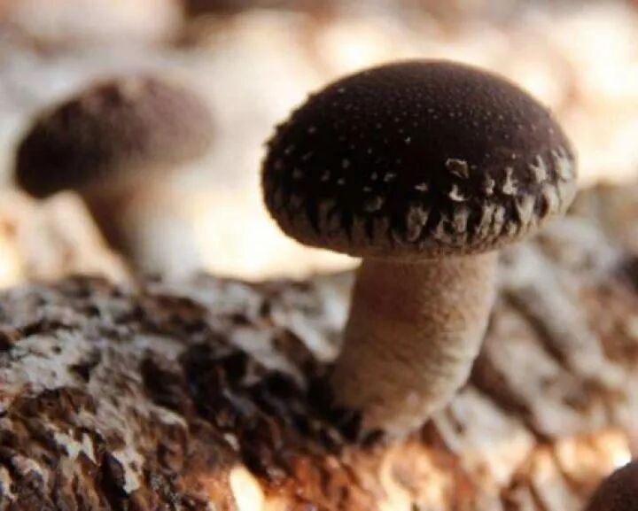 �ð�ʽ���ۡ��ֵ� ͭ���غ��ִ�ũҵ�͵�����