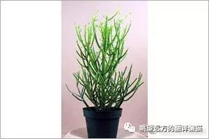 可爱多肉植物是否真伤宠物 眺望远方的翻译懒猫 微信公众号文章阅读 Wemp