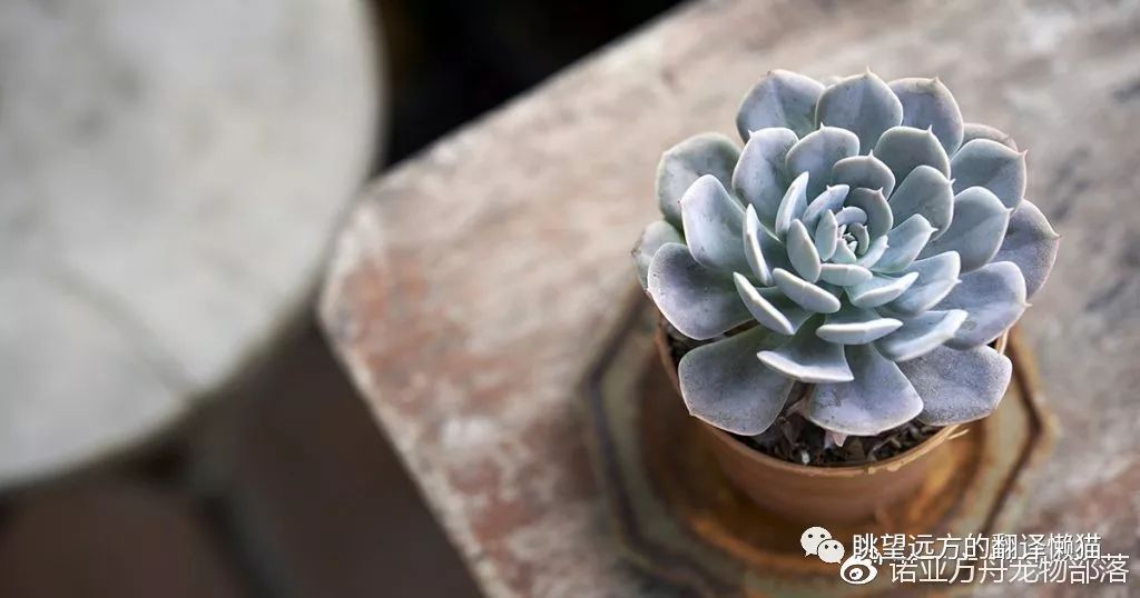 可爱多肉植物是否真伤宠物 眺望远方的翻译懒猫 微信公众号文章阅读 Wemp