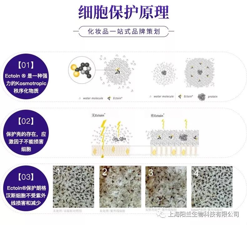L.C朗格罕氏细胞修复剂