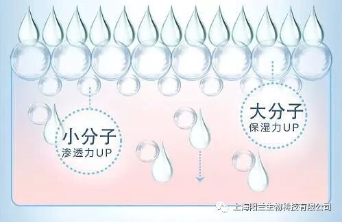 L.C朗格罕氏细胞修复剂