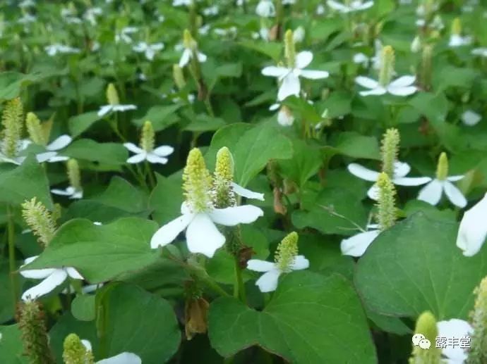 福建青草药图片大全图片