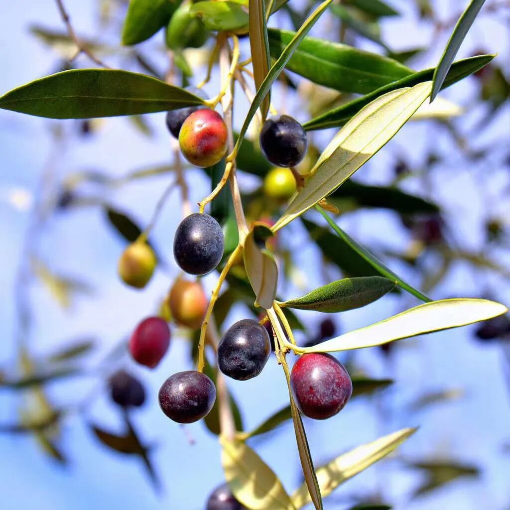 乐龄实业圣经中橄榄树的六个意义