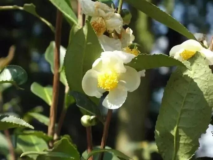 苦尽甘来的是好茶，更是好人生