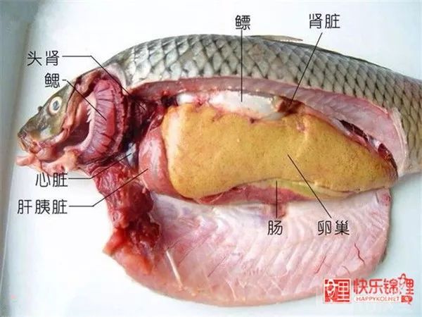 鱼友必看锦鲤解剖图