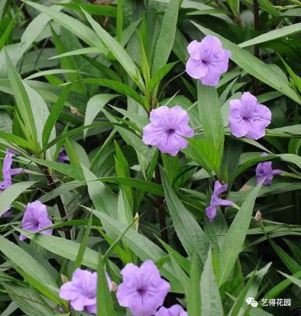 植物 翠芦莉 给夏季增添一抹紫色 艺得花园 微信公众号文章阅读 Wemp