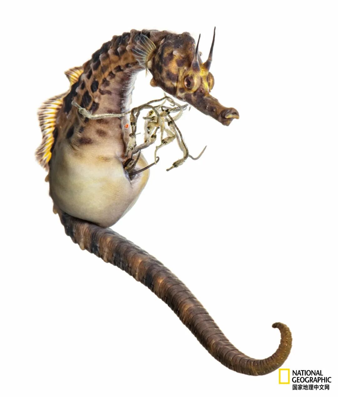 这只膨腹海马每次能产下数百只后代,但其中大部分会被捕食者吃掉.