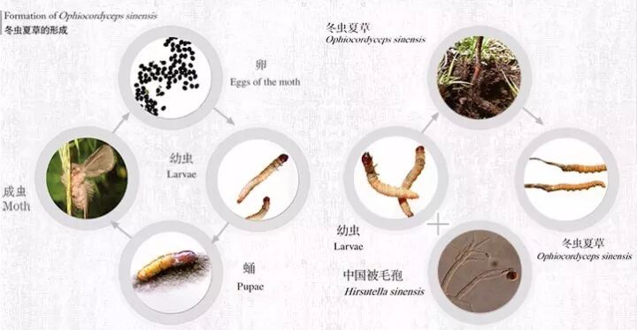 揭秘| 冬虫夏草与人体健康(二)