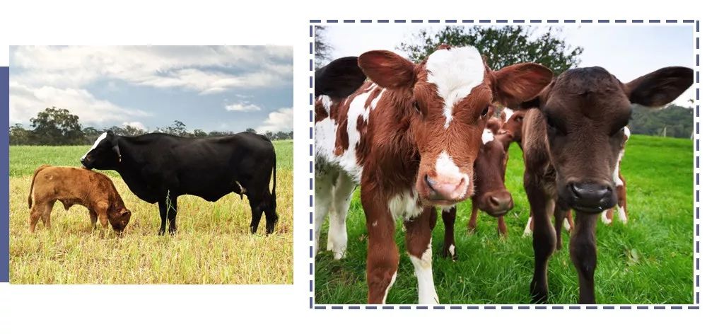 澳洲肉协MLA推出首个“整牛项目计划”，助力商业价值最大化