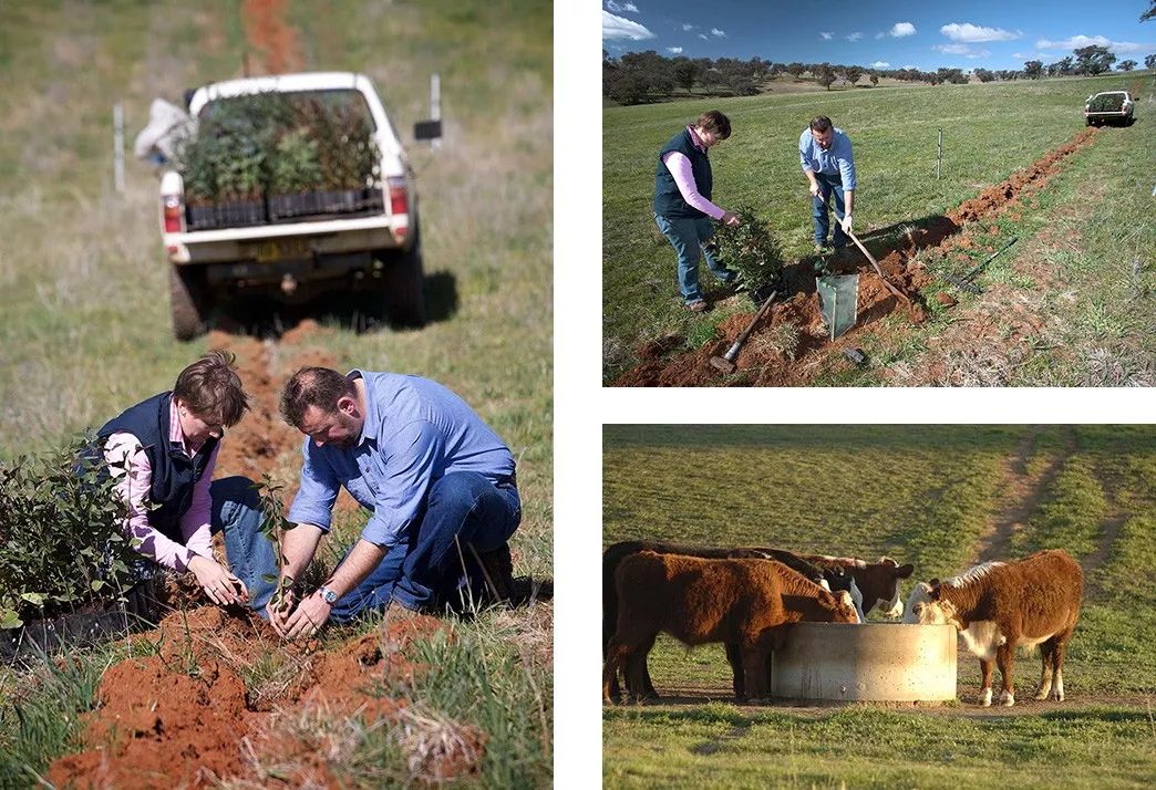 澳大利亚畜牧业：环境好，福利好，才能出产真正的好肉！