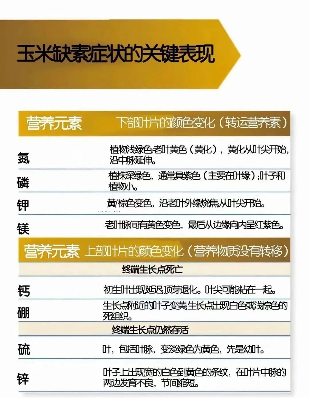 图解玉米缺素症状的表现有哪些