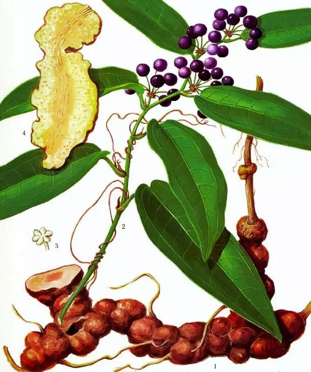 土茯苓古时有一人好色,得杨梅疮,用轻粉医治无效,或愈或复发.