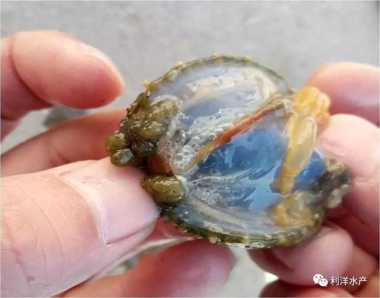 【案例分享】春季化冰期海参气泡病是怎么来的?