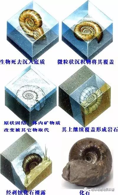 【地理素养】化石及其形成在地理试题中的体现