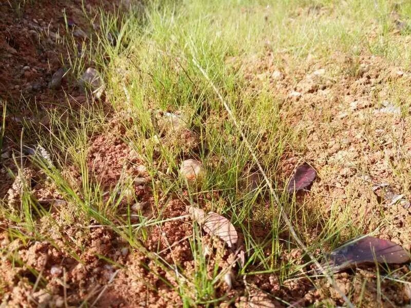 熊蜂丨熊蜂授粉丨熊蜂授粉技术丨Biobest碧奥特熊蜂丨大棚西红柿授粉丨大棚番茄授粉丨大棚草莓授粉丨鼠茅草丨鼠茅草种子丨鼠茅草种子价格丨嘉禾源硕