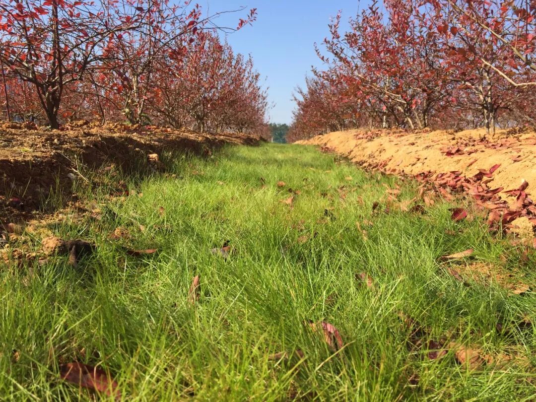 熊蜂丨熊蜂授粉丨熊蜂授粉技术丨Biobest碧奥特熊蜂丨大棚西红柿授粉丨大棚番茄授粉丨大棚草莓授粉丨鼠茅草丨鼠茅草种子丨鼠茅草种子价格丨嘉禾源硕