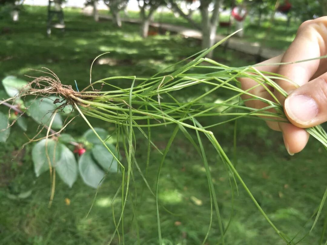 熊蜂丨熊蜂授粉丨熊蜂授粉技术丨Biobest碧奥特熊蜂丨大棚西红柿授粉丨大棚番茄授粉丨大棚草莓授粉丨鼠茅草丨鼠茅草种子丨鼠茅草种子价格丨嘉禾源硕