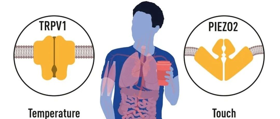 温度、疼痛、压力……这项探究了人体奥秘的诺奖研究到底有什么用？