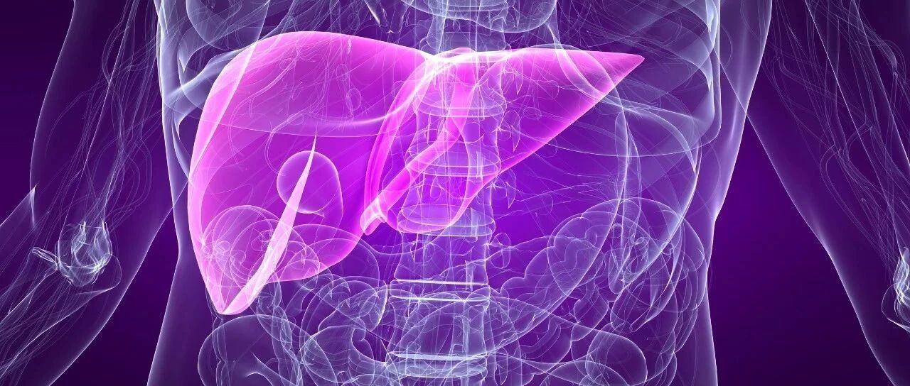 3D肝脏类器官 给肝病诊疗和医药科研带来无限遐想