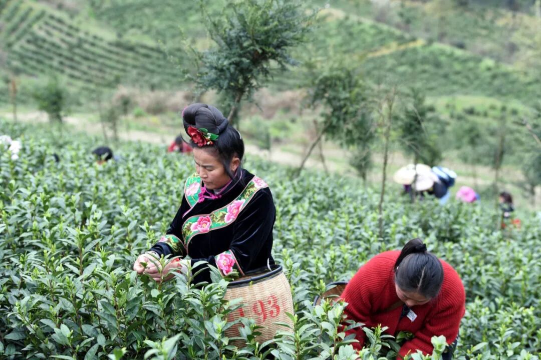 余庆春和景明采茶忙