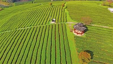 遵义日报通版报道余庆老树着花无丑枝四在农家发源地的乡村新变