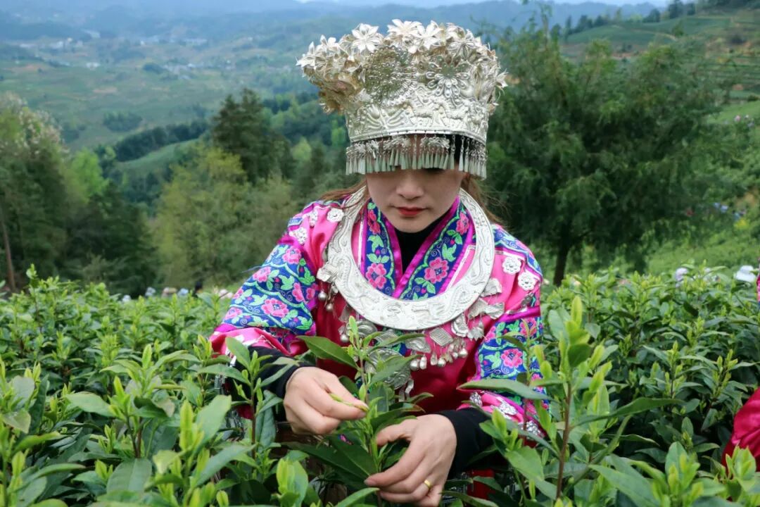 余庆县举行余庆茶干净茶质量安全宣誓暨2024年春茶开采仪式