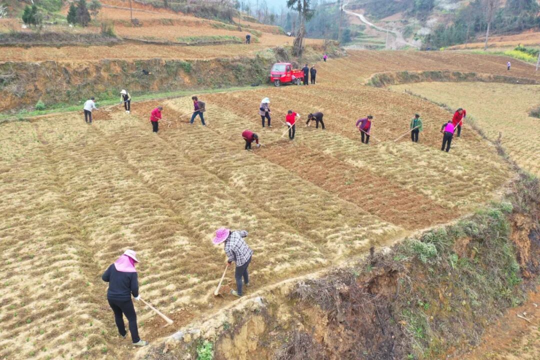 余庆县龙溪镇不负好春光田间管护忙