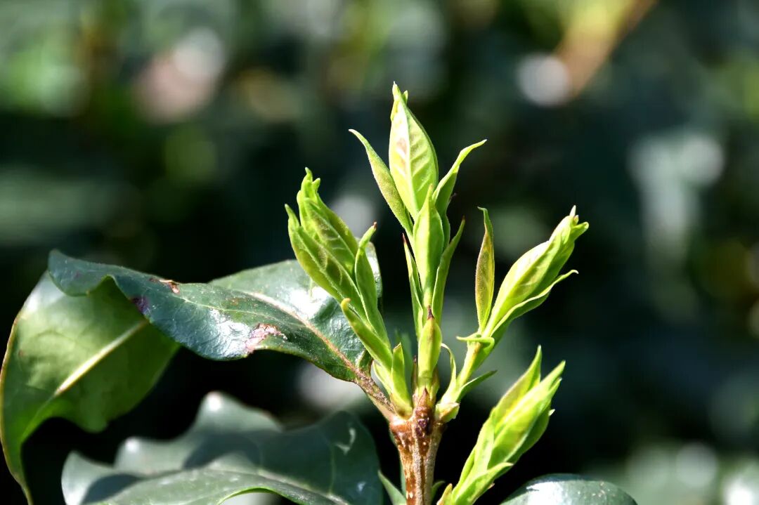 新春走基层余庆早春第一鲜余庆首批小叶苦丁茶开采