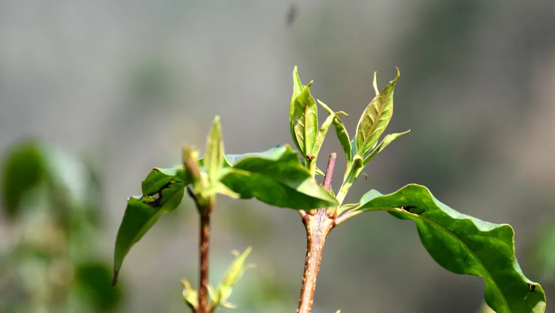 小叶苦丁茶种植图片