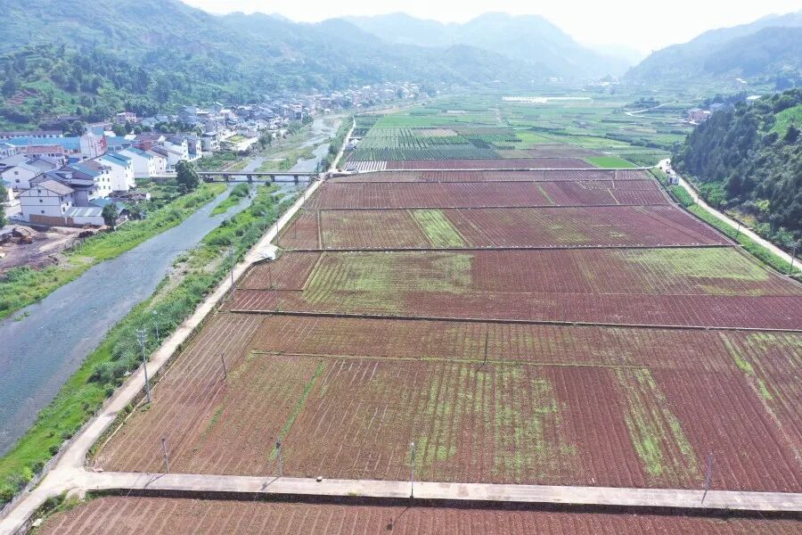 余庆县白泥镇:发展晚熟辣椒 助力群众增收