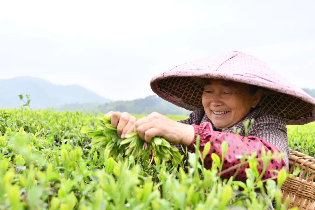 一叶"的釆茶标准进行指尖比拼选手们双手翻飞随着裁判一声令下他们腰