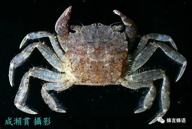 台湾学者发表2折颚蟹新种 蜂言蜂语 微信公众号文章阅读 Wemp