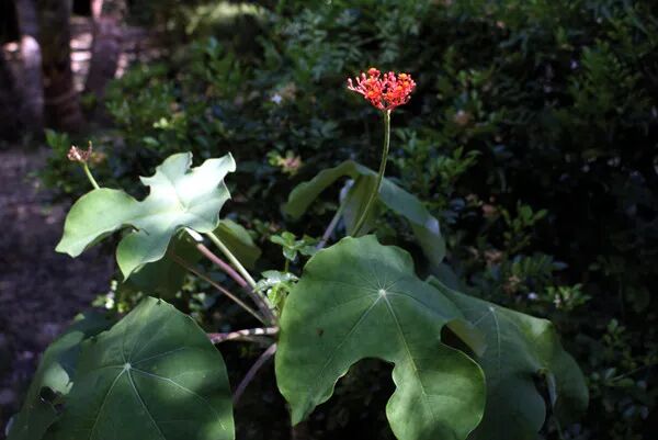 预防失眠中医小药方