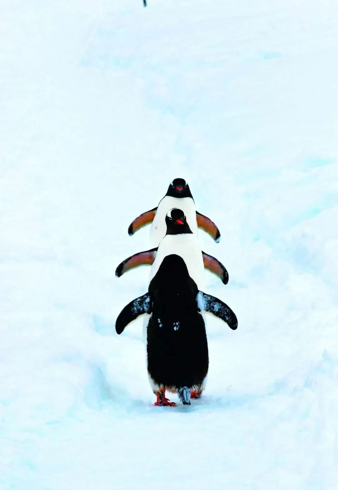 作品:《寻美南极》路遇渠晋湘摄影三只企鹅虽然有正面,有背面,但动作
