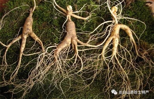 西洋参功效与作用及食用禁忌