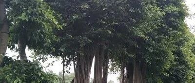 【青春语文·小慧专栏】李小慧：小叶榕之恋——学写植物的观察日记