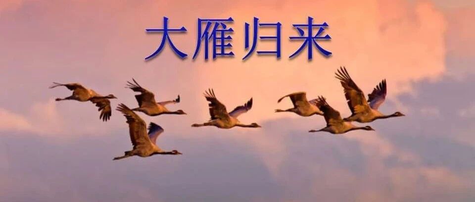 【青春语文·赵米英专栏】《大雁归来》语用型教学设计