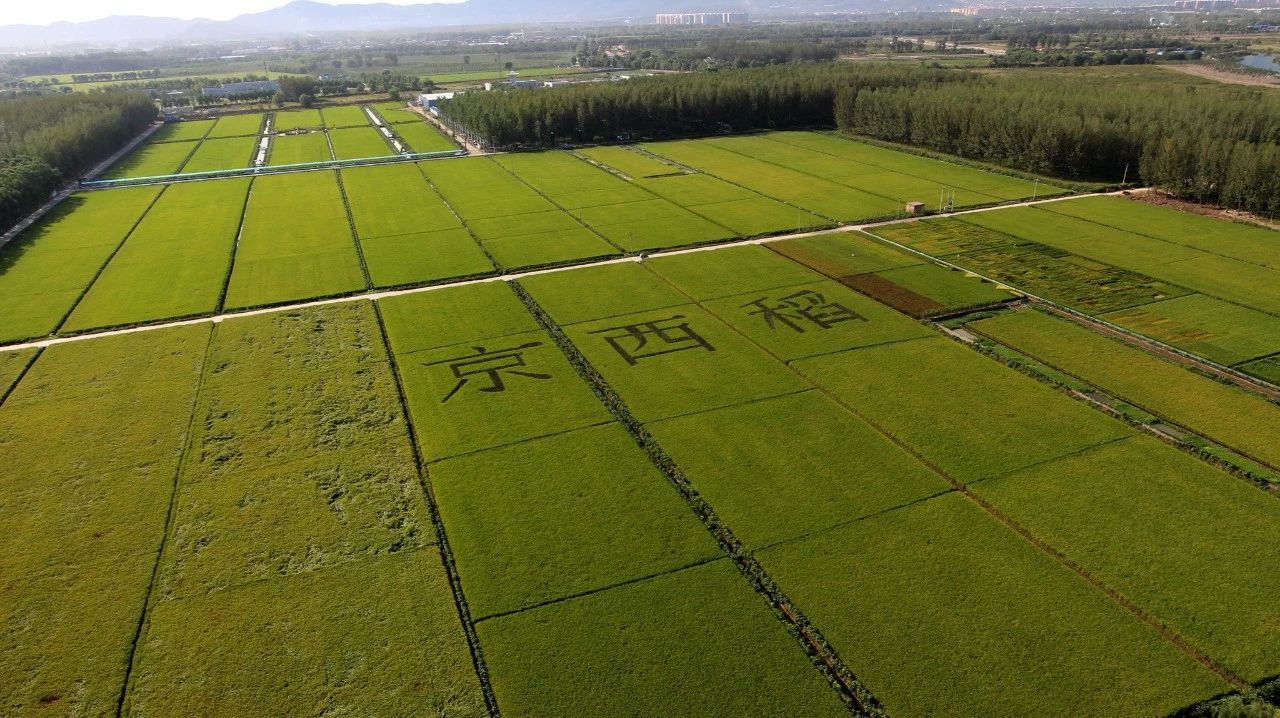 绝色亮点！农遗良品将首次集结亮相十七届农交会