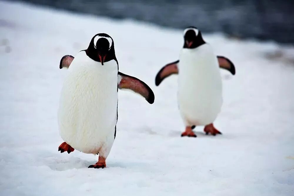 雪天“防摔秘籍”請收好！學會這種走路姿勢，再也不怕摔了！