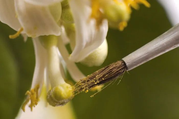 香樟花粉图片