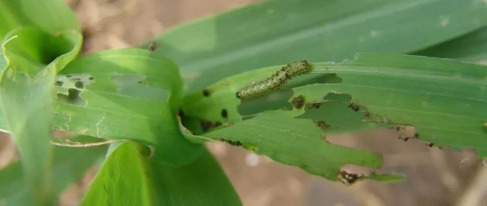 玉米出苗后出现死苗、红苗和紫苗，啥原因？今年玉米严防“4虫4病”！