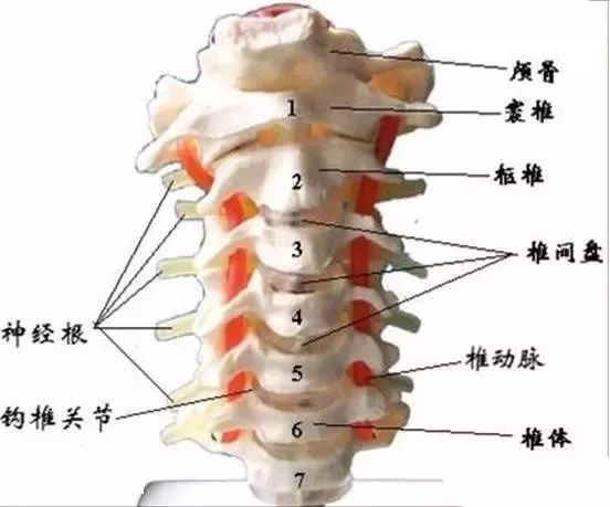 晴美 分享 全面认识脊椎 颈椎解剖全解 肇庆晴美国际 微信公众号文章阅读 Wemp